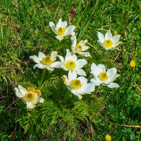 Lägenhet Lerch - Gur591